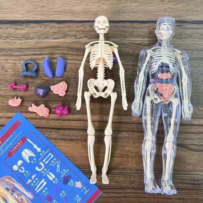 29 parts 3D Human Body Model for Kids – Fun STEM Anatomy Toy | GadWitch Toys