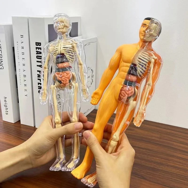 Human Body and Parts - 3D Human Body Model for Kids – Fun STEM Anatomy Toy | GadWitch Toys
