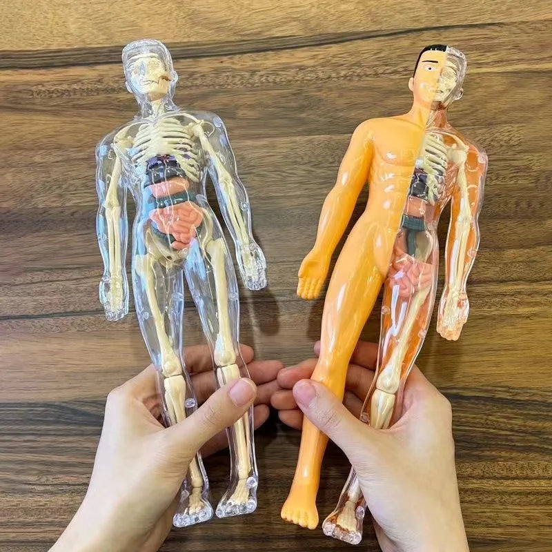 Human Anatomy 3D Human Body Model for Kids – Fun STEM Anatomy Toy | GadWitch Toys