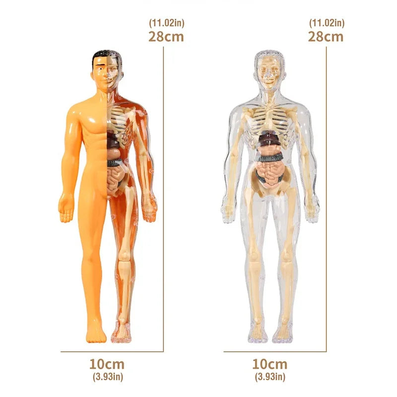 Size of 3D Human Body Model for Kids – Fun STEM Anatomy Toy | GadWitch Toys