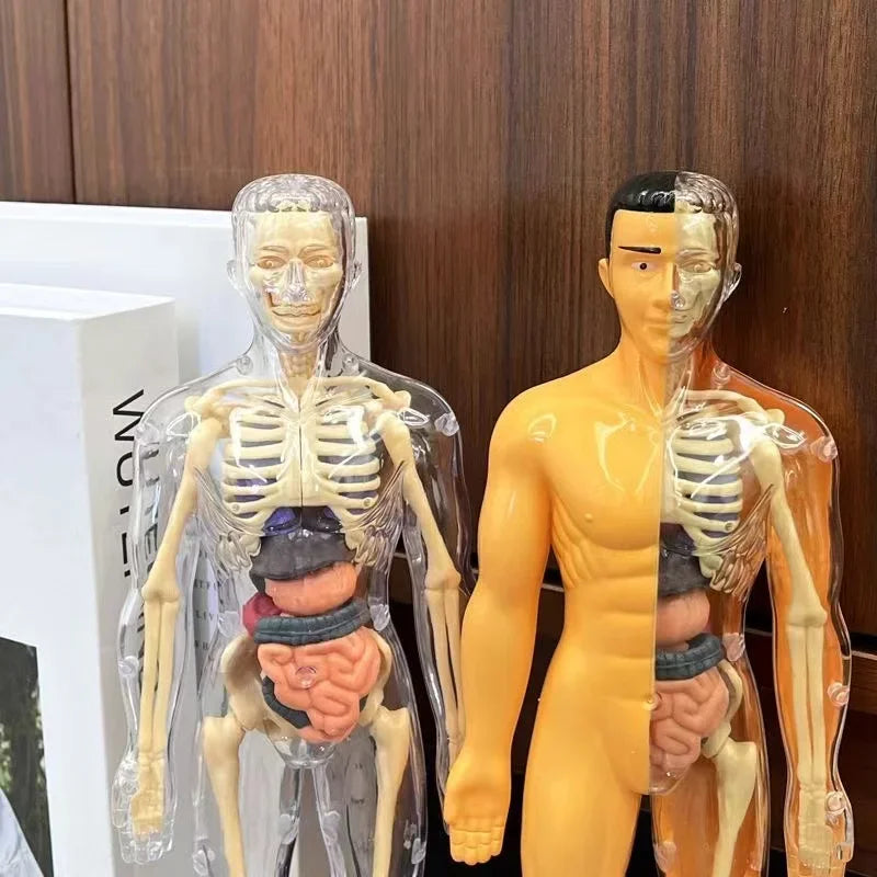 Transparent and Translucid - 3D Human Body Model for Kids – Fun STEM Anatomy Toy | GadWitch Toys