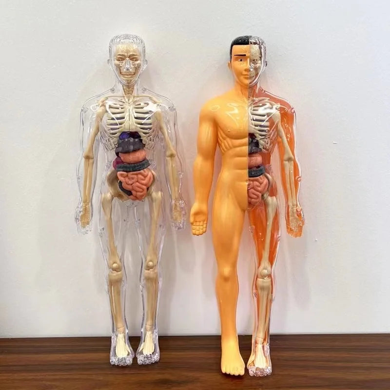 body models 3D Human Body Model for Kids – Fun STEM Anatomy Toy | GadWitch Toys