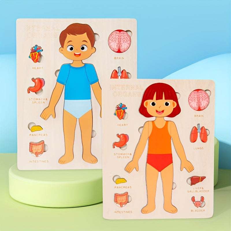 Organs in the body - Human Body Parts Names | Children's Educational | GadWitch Toys