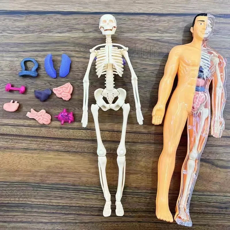 our body 3D Human Body Model for Kids – Fun STEM Anatomy Toy | GadWitch Toys
