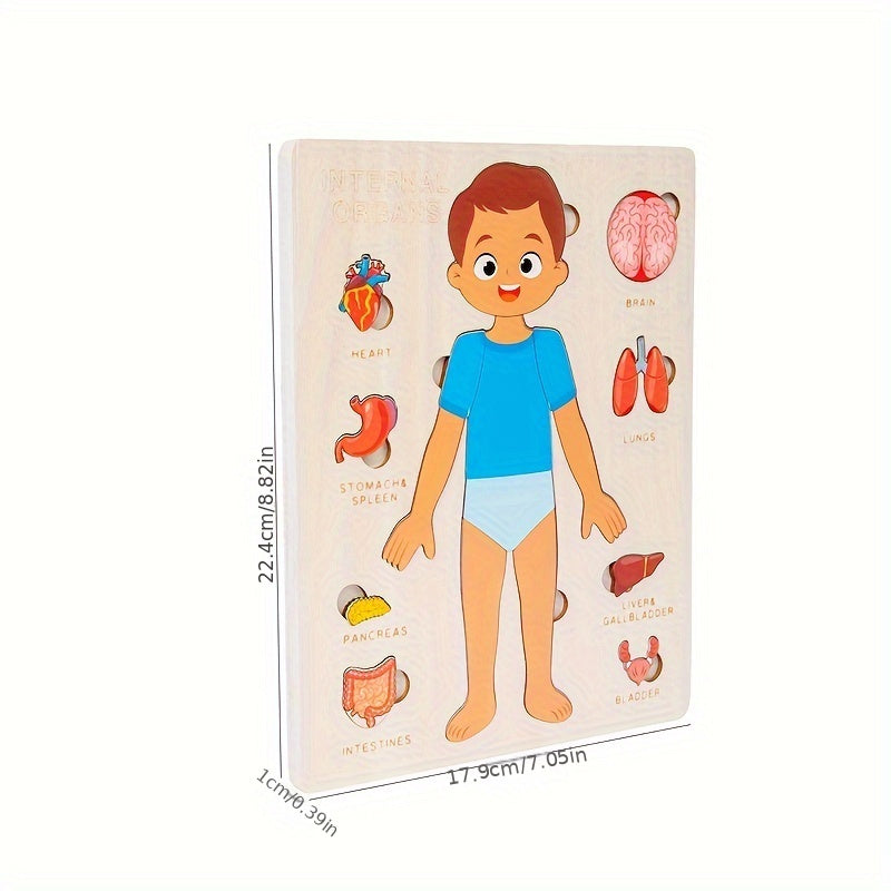 Size of Human Body Parts Names | Children's Educational | GadWitch Toys