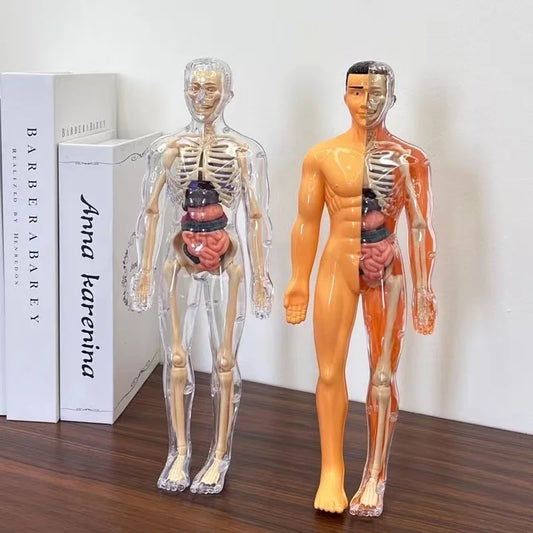 3D Human Body Model for Kids – Fun STEM Anatomy Toy | GadWitch Toys