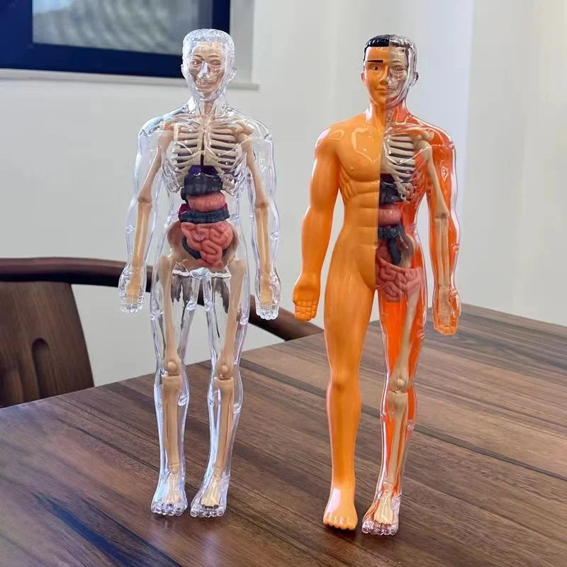 Half and Fully Transparent - 3D Human Body Model for Kids – Fun STEM Anatomy Toy | GadWitch Toys