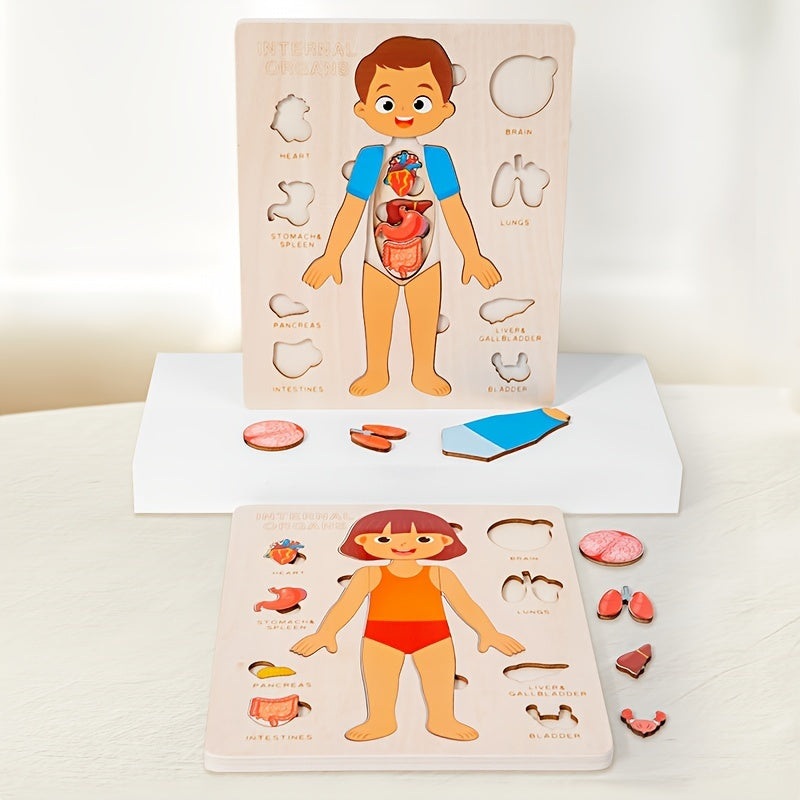 Male body Parts - Human Body Parts Names | Children's Educational | GadWitch Toys