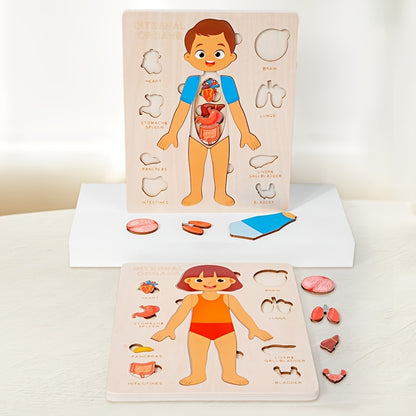 Male body Parts - Human Body Parts Names | Children's Educational | GadWitch Toys
