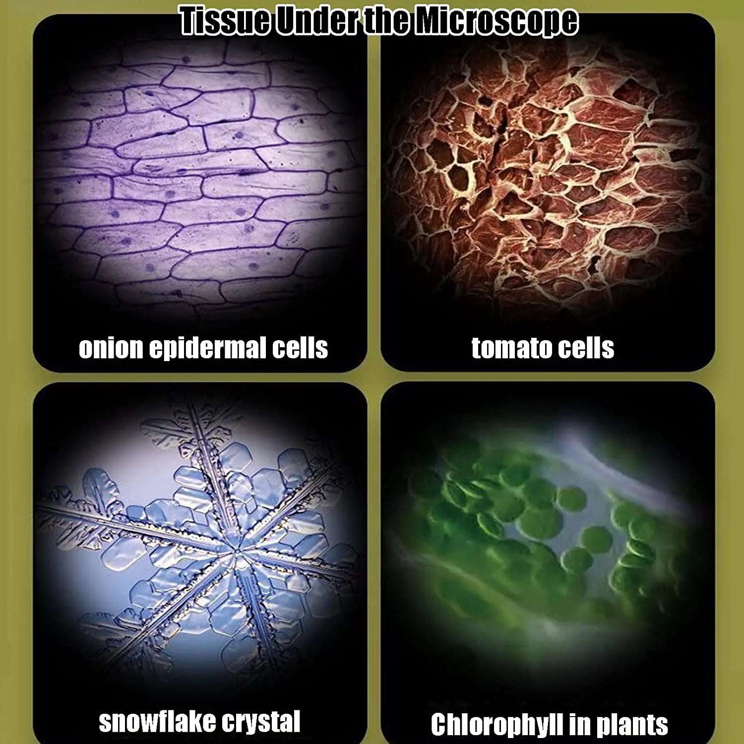 Use of Microscope - STEM Microscope: The first microscope | school projects | GadWitch Toys